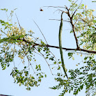 Moringa or Drumstick tree