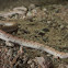 Spotted Leaf-nosed Snake