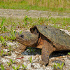 Eastern Snapping Turtle