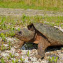 Eastern Snapping Turtle