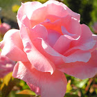 Rosa. Rose