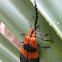 Banded Net-wing Beetle