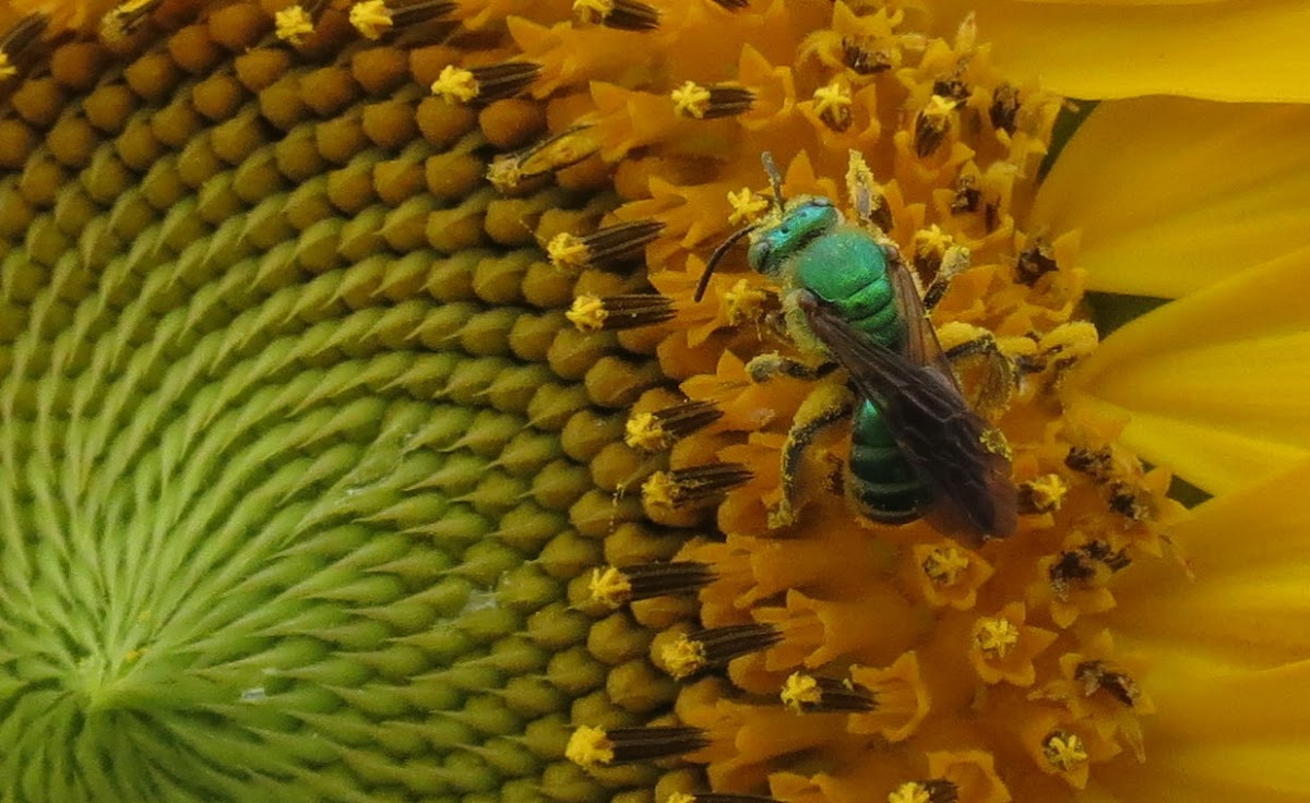 Green Bee