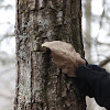 Chestnut Oak