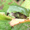Gray treefrog