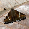 Chisos Banded-Skipper