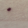 Varied Carpet Beetle