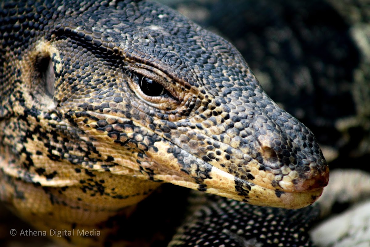 Water Monitor