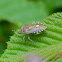 Sloe Bug