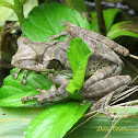 Sri Lanka whipping frog