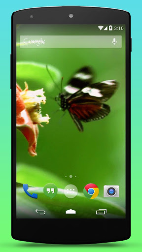 Real Butterfly Live Wallpaper