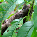 Cutete marrón, Guatemalan Helmeted Basilisk