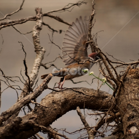 Spread My Wings by Jhun Melchor - Animals Birds