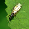 Carpenter Ant