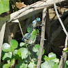 Great Blue Skimmer dragonflies (mating pair, female ovipositing)