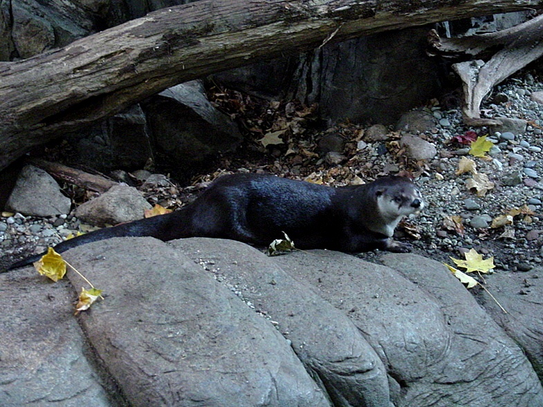 North American River Otter or Northern River Otter 