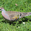 Common Bronzewing