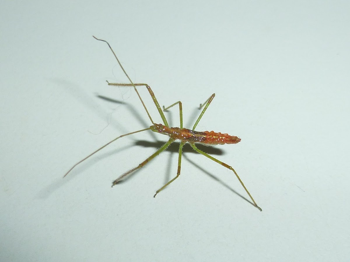 Assassin Bug(nymph)