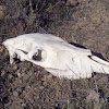 Horse skull