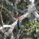 Red-headed Beauty Beetle