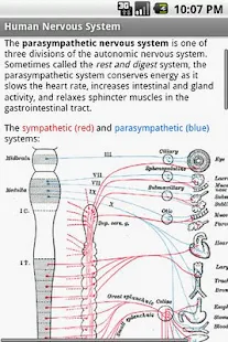Human Nervous System Study Guide App for Android icon