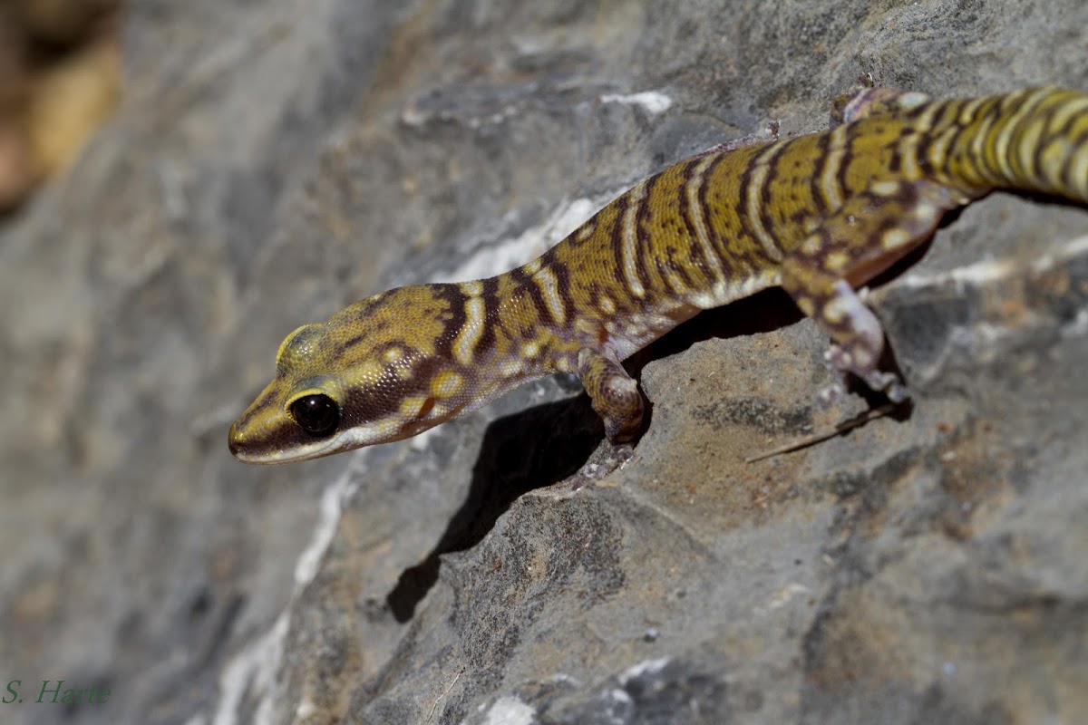Northern Spotted Velvet Gecko