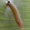 Hairy Cocoon