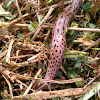 Spotted Leopard Slug