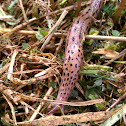 Spotted Leopard Slug