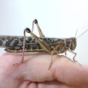 Desert Locust female