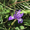 Common iris with a grasshopper nymph