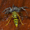 Jumping Spider