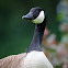 Canada Goose