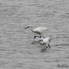 White Morph Reddish Egret