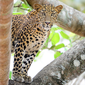 You looking for me by Nimit Virdi - Animals Lions, Tigers & Big Cats