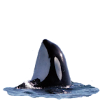 Killer Whale Spyhop Sticker Apk