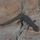 Desert Night Lizard