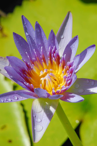 A tropical flower on St. Vincent and the Grenadines. 