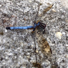 Great Blue Skimmer