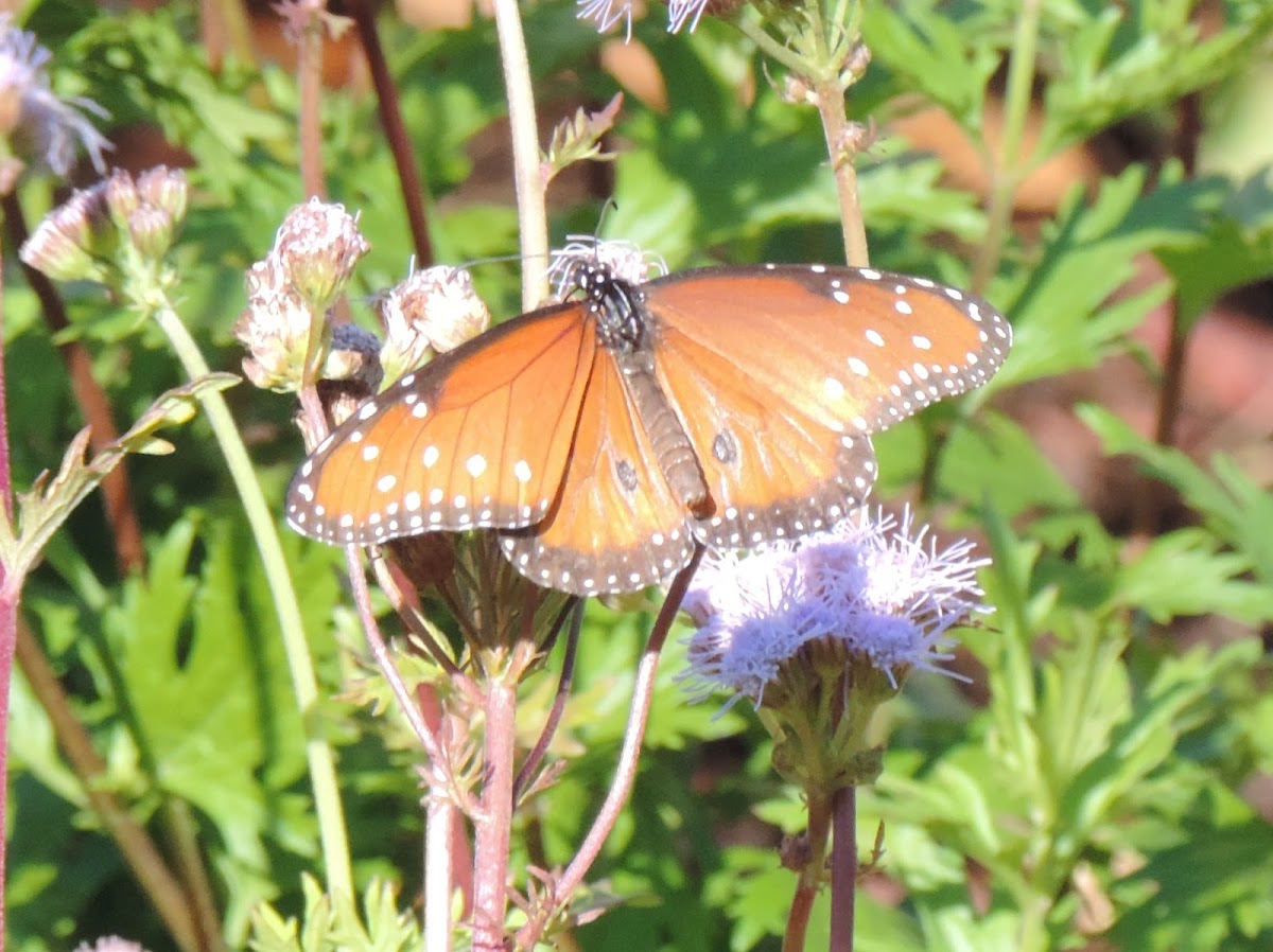 Queen Butterfly (male)