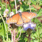 Queen Butterfly (male)