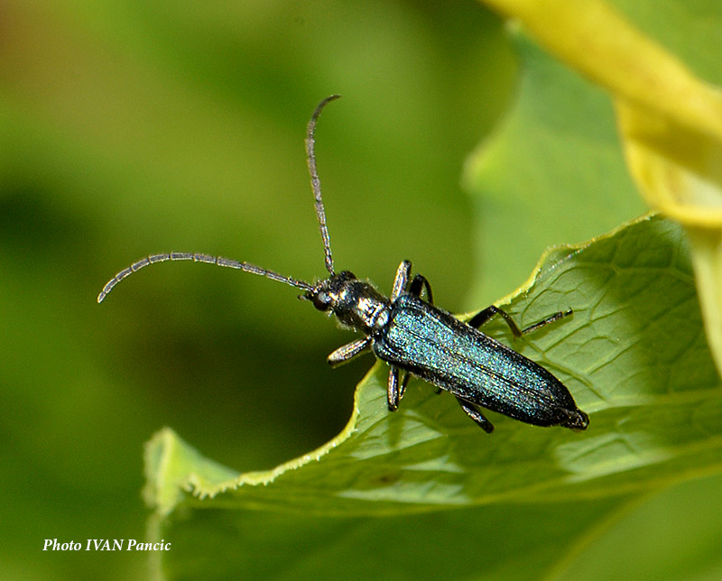 Cerambycidae ID