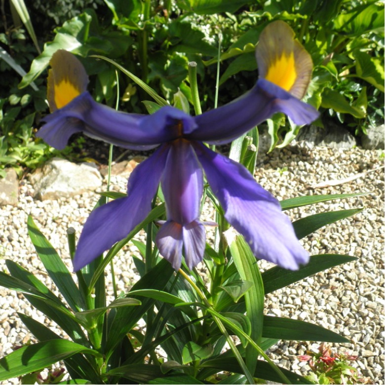 Iris xiphium (Iris de Holanda)