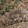 Klipspringer