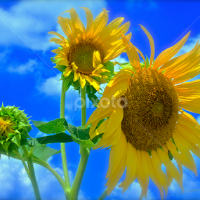 Sunshine Day Dream by Clark Crosser - Flowers Flowers in the Wild