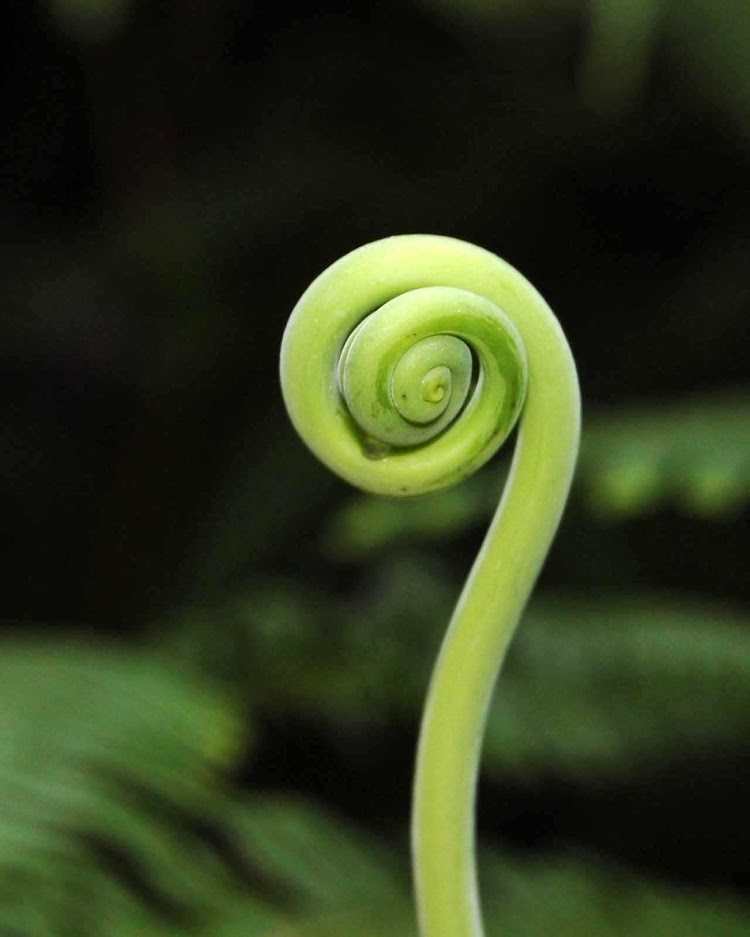 A fern about to unfurl along Volcano Trail on St. Vincent and the Grenadines.