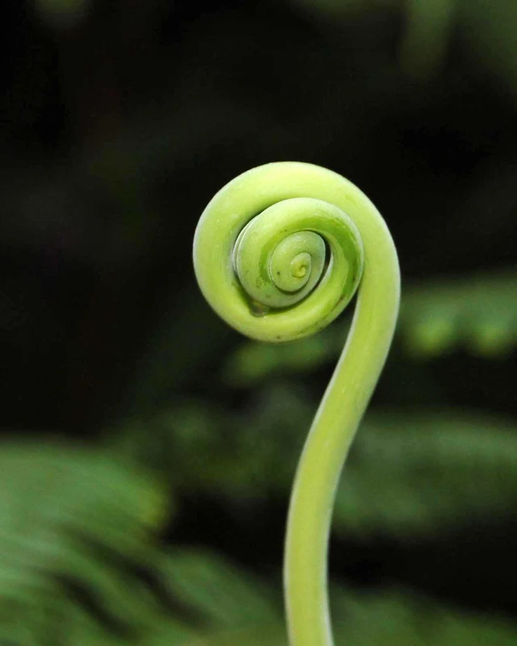 A fern about to unfurl along Volcano Trail on St. Vincent and the Grenadines.