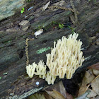 Crown-tipped coral
