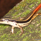 Fire-tailed Skink