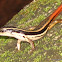 Fire-tailed Skink